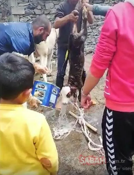 Ardahan’da yenidoğan buzağı veterinerin suni teneffüsüyle hayata döndü