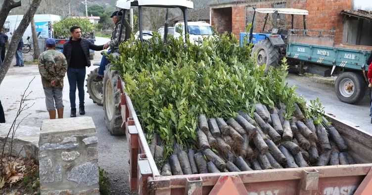 Muğla’da defne bahçeleri kuruluyor