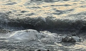 Hatay sahile angus vurdu: Telef olmuş!