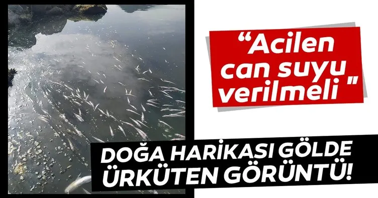 Bafa Gölü’nde yeniden alarm