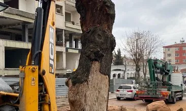 İBB Avcılar’da 150 yıllık ağacı kesti
