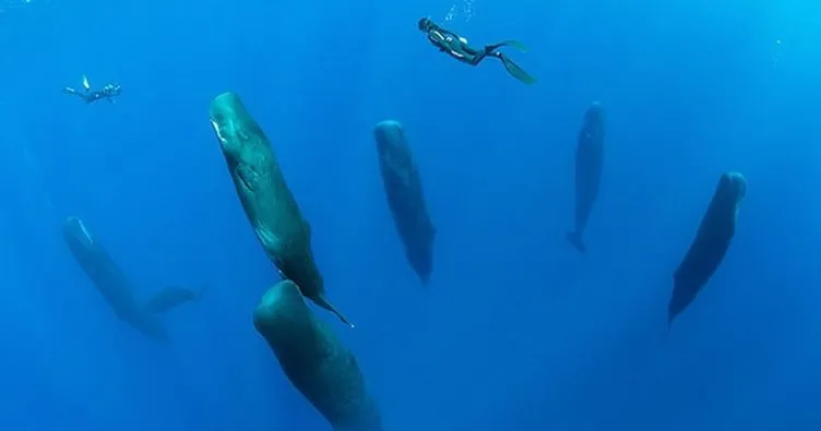 Balinalar uyurken görüntülendiler