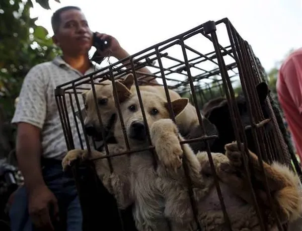 Tüm tepkilere rağmen 'köpek yeme festivali' başladı