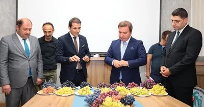 Erzincan'da sofralık yeni üzüm çeşitlerinin yetiştirilmesi çalışmaları devam ediyor #erzincan