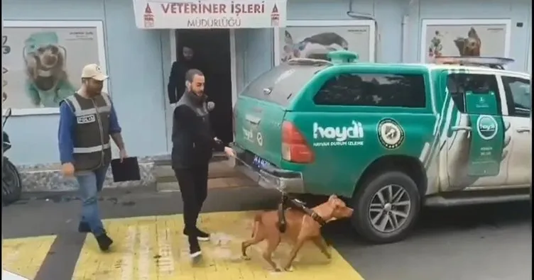 İstanbul’da pitbull alarmı! Köpekler korumaya alındı sahiplerine ceza yazıldı