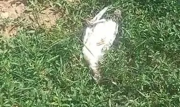 Başıboş köpek dehşeti! Kümes dolusu hayvan telef oldu #agri