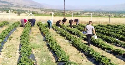 Erzincan’da ikinci çilek hasadı başladı #erzincan