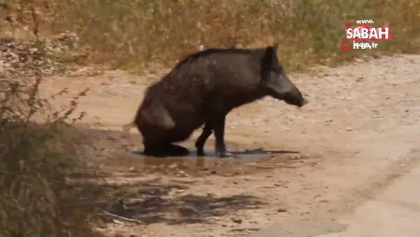 Bodrum'da sıcak havadan bunalan domuzun çamur banyosu kamerada