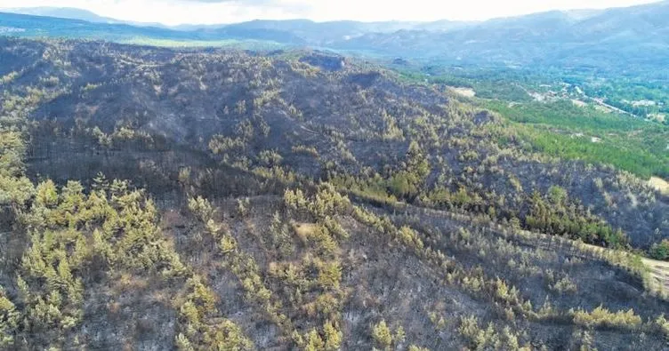100 hektar sarıçam ormanı yok oldu