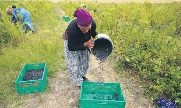 Süper meyve aronya için hasat zamanı #edirne