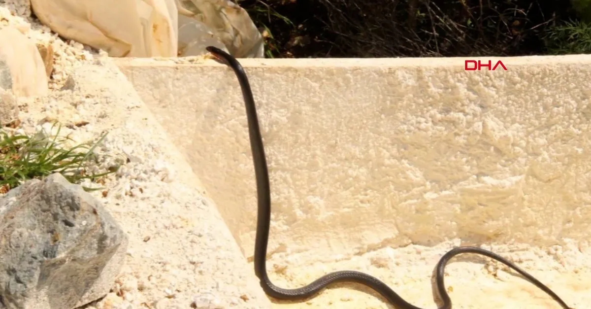 aydin da korkutan yilan istilasi kamerada uzmanlardan onemli siyah yilan uyarisi kesinlikle