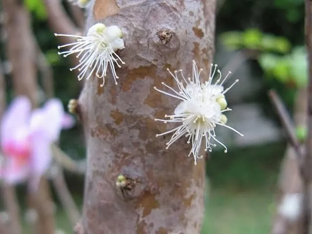 Gövdesinden meyve veren ağaç : jabuticaba