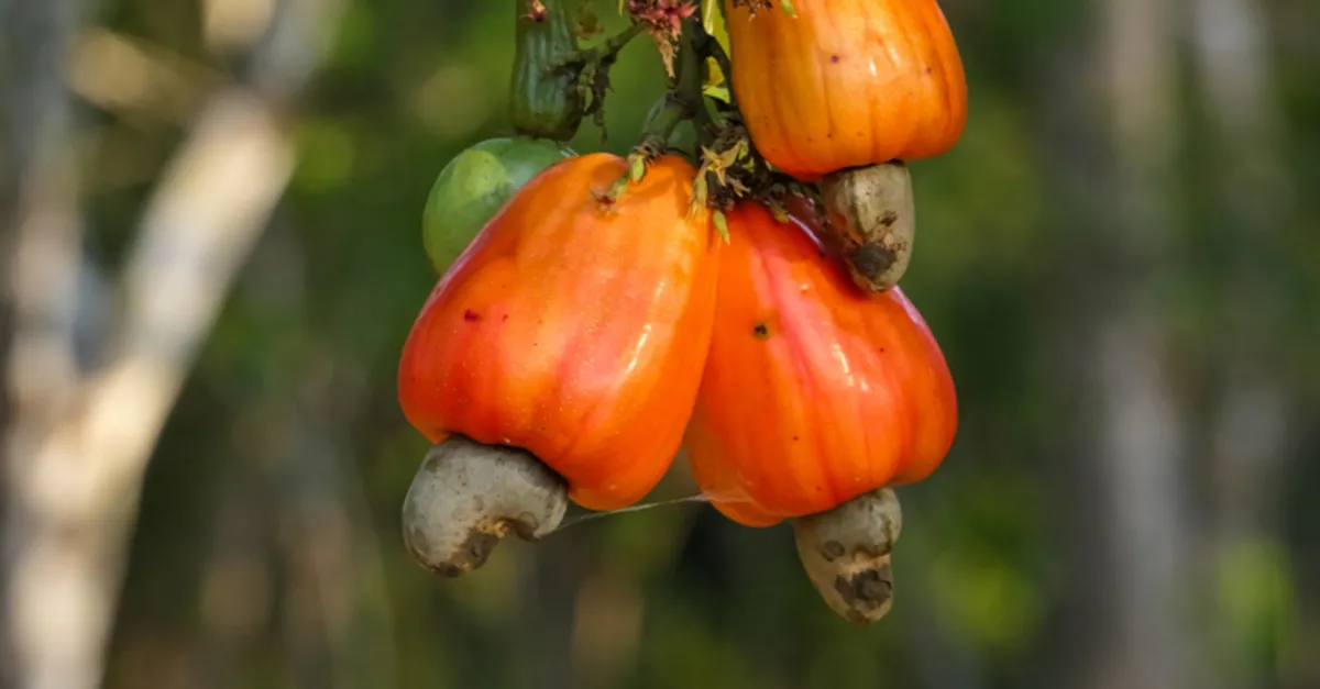 Kaju Meyvesi Agaci Nerede Yetisir Kaju Agaci Hangi Iklimde Ulkelerde Yetisir Saglik Haberleri