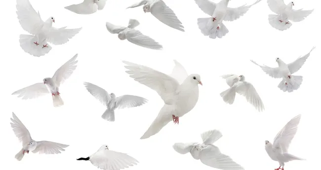 ruyada beyaz guvercin gormek ne demek ruyada beyaz guvercin yakalamak ve ucurmak ne anlama gelir ruya tabirleri haberleri ruyada beyaz guvercin gormek ne demek ruyada beyaz guvercin yakalamak ve ucurmak ne anlama gelir ruya tabirleri haberleri