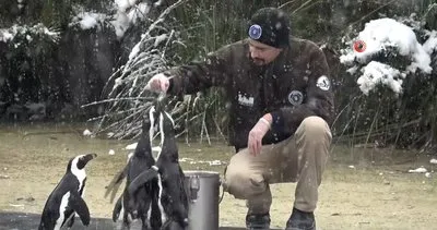 Bursa’da kar altında penguenlerin beslenme saati.