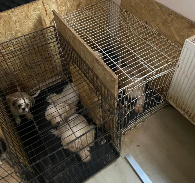 Bodrum Hayvan Barınağı Köpek Sahiplendirme