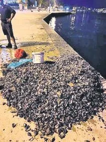 <img src="https://iasbh.tmgrup.com.tr/b26e4b/1200/675/0/0/602/339?u=https://isbh.tmgrup.com.tr/sbh/2025/11/18/iki-yildiziki-yildiz-istanbuldaistanbulda-1763480841895.jpeg" alt="İki yıldız İstanbul’da" /><br />

Kariyerini Aston Villa'da sürdüren Jadon Sancho ile rapçi sevgilisi Saweetie, İstanbul gecelerinde ortaya çıktı. Önceki gece Sirkeci'deki bir mekana giden ikili, gazetecileri kapıda görünce panik yaşadı.



Yaklaşık...<a href="https://www.sabah.com.tr/magazin/iki-yildiz-istanbulda-7466340