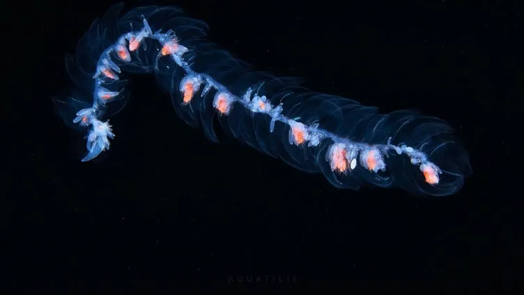 Gözlerinize inanamayacaksınız! Derin denizlerdeki ilginç canlılar böyle görüntülendi