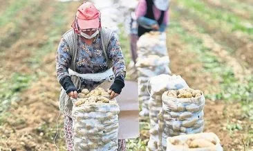 Patatesin ateşini hasat dengeledi