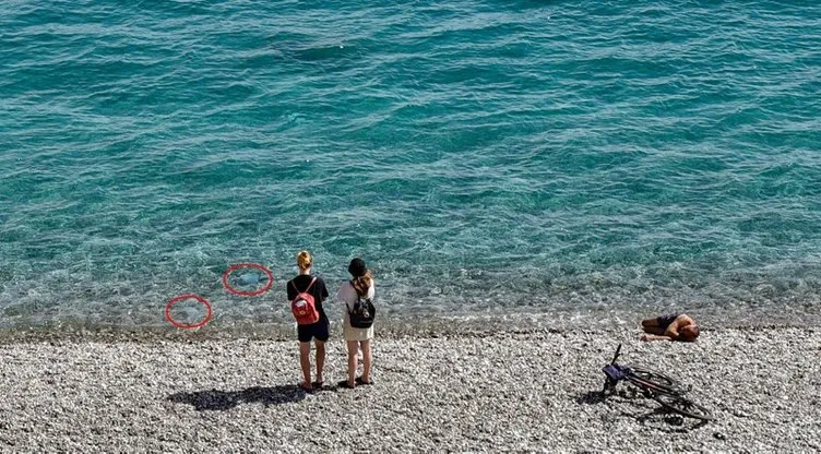 Tatilcilere denizanası uyarısı: Yanma, kızarma, su toplaması ve kaşıntı varsa…