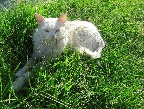 Durakta istenmeyen kedi için yazı astı, paylaşım rekoru kırdı
