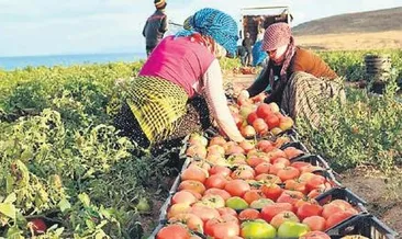 Tarladan markete 5 kat fiyat farkı