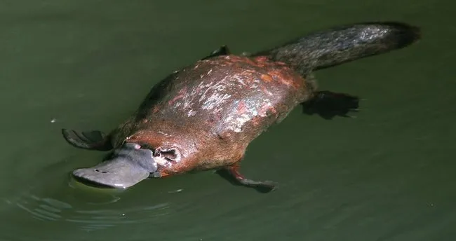 Ornitorenk Nedir? Ornitorenk Platypus Memeli Mi, Hangi Sınıfa Girer?