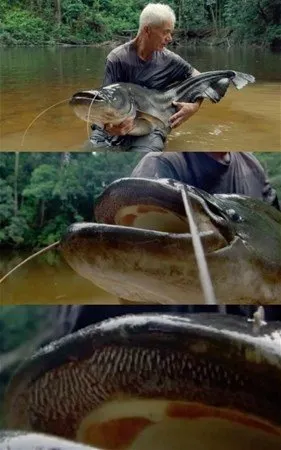 Devasa balıklar