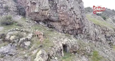 Dağların süsü yaban keçileri Gümüşhane’de böyle görüntülendi | Video