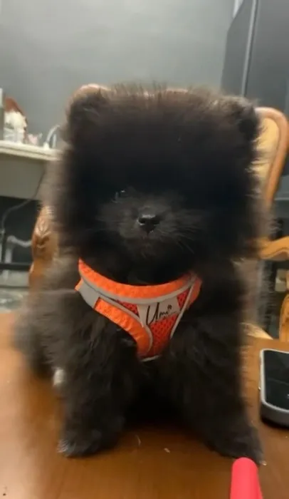 Mersin’de iki kızın sevdiği köpek dakikalar sonra ölmüştü: Şoke eden olayda çarpıcı gelişme!