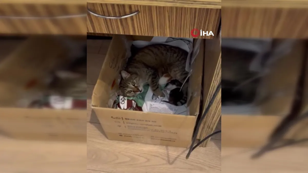 Maskot kedi yavrularını okula emanet etti: İşte duygulandıran an! | Video videosunu izle Maskot kedi yavrularını okula emanet etti: İşte duygulandıran an! | Video videosunu izle