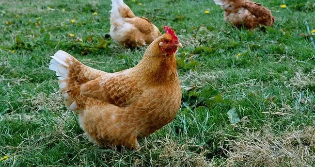 Macaristan’da kuş gribine karşı önlem