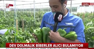 Bursa’da yetişen dev dolmalık biberler alıcı bulamıyor | Video