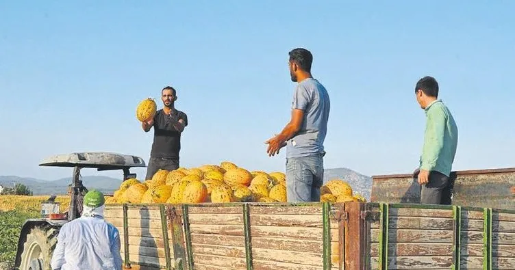 Kırkağaç kavunu tezgahlara iniyor