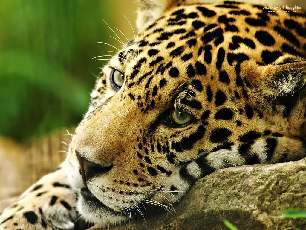 Jaguar nasıl bir hayvandır?
