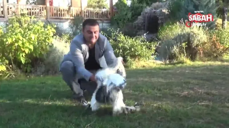 Araba parasına bir horoz, iki tavuk