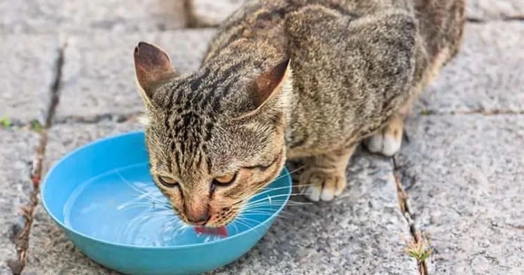 Hayvan dostalarımızı sıcaktan koruyalım
