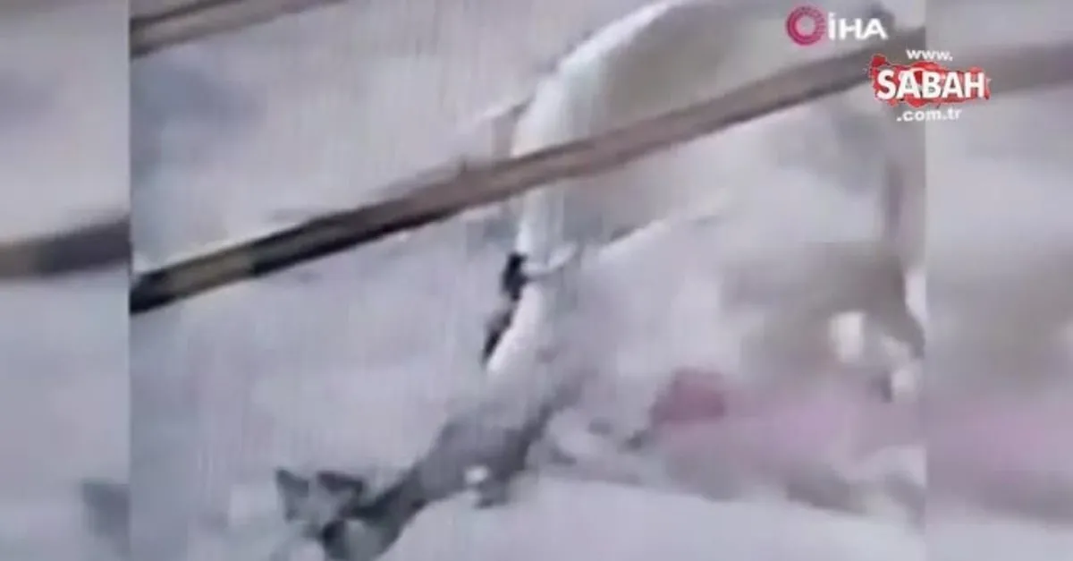 https www sabah com tr video yasam son dakika kahramanmarasta ahira giren yilanin kurbanlik dev bogayi oldurdugu anlar kamerada video