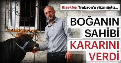 Rize’den Trabzon’a yüzen boğanın sahibi kararını verdi