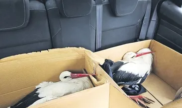 Göç yolundaki 2 leyleği av tüfeğiyle vurdular