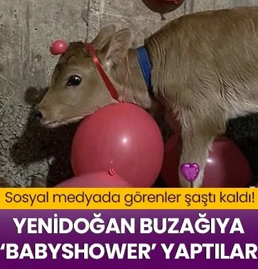 Sosyal medyada görenler şaştı kaldı!  Yenidoğan buzağıya ‘babyshower’ yaptılar