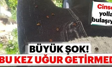 Bu kez uğur getirmedi! Cinsel yolla bulaşıyor...