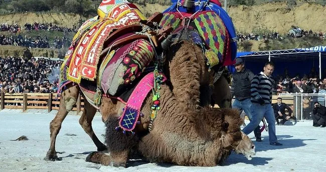 Germencik’te soğuk havaya rağmen deve güreşine büyük ilgi