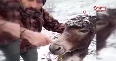 Samsun’da yürekleri burkan görüntü... Eşeğin ağzını telle bağlayıp kar altında ölüme terk ettiler | Video
