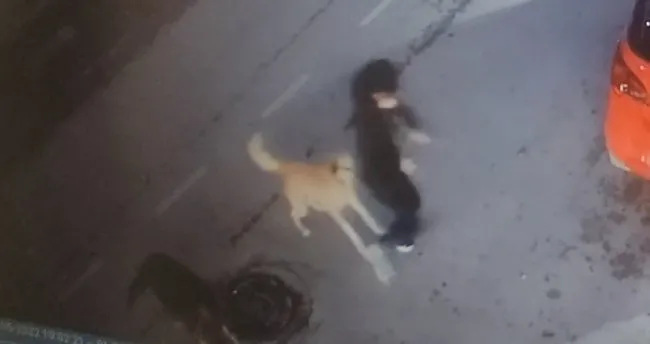 Yine başıboş sokak köpeği dehşeti! Yolda yürüyen 15 yaşındaki çocuğa saldırdılar... O anlar kamerada