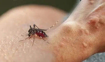 Asya kaplan sivrisineği ve diğer riskli türlerin Karadeniz’deki varlığı tespit edilecek