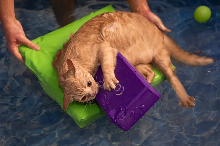 Obez kedi Ekmek pilates ve yüzme ile zayıflıyor: Normal kilosunun iki katı!