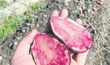 Bu patatesler Niğde’de yetişiyor