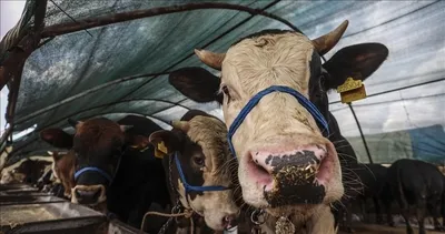 Kurbanlık Fiyatları 2026: Büyükbaş, küçükbaş kurbanlık hisse fiyatları ne kadar, kaç TL oldu?