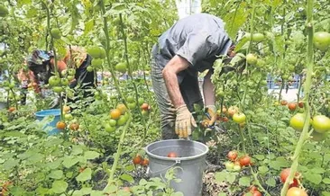 Üretici alternatif tarıma yöneldi